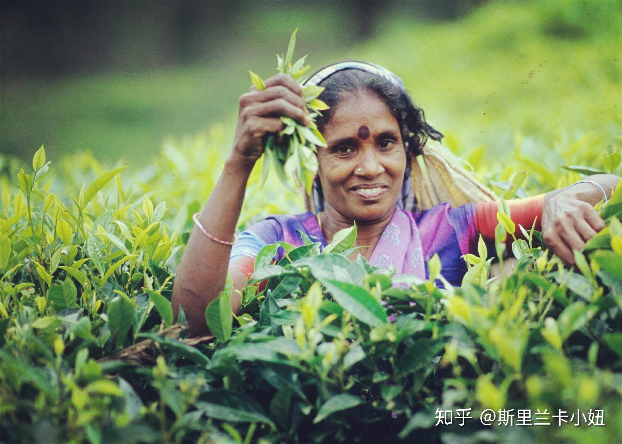 斯里兰卡队选手勇斗奋斗,荣耀夺冠 斯里兰卡队选手勇斗奋斗,荣耀夺冠